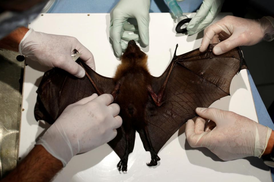 Ricardo Rocha, bats, corona virus, covid-19, bats not to be blamed,  Peru,  India,  Australia,  China , Indonesia.